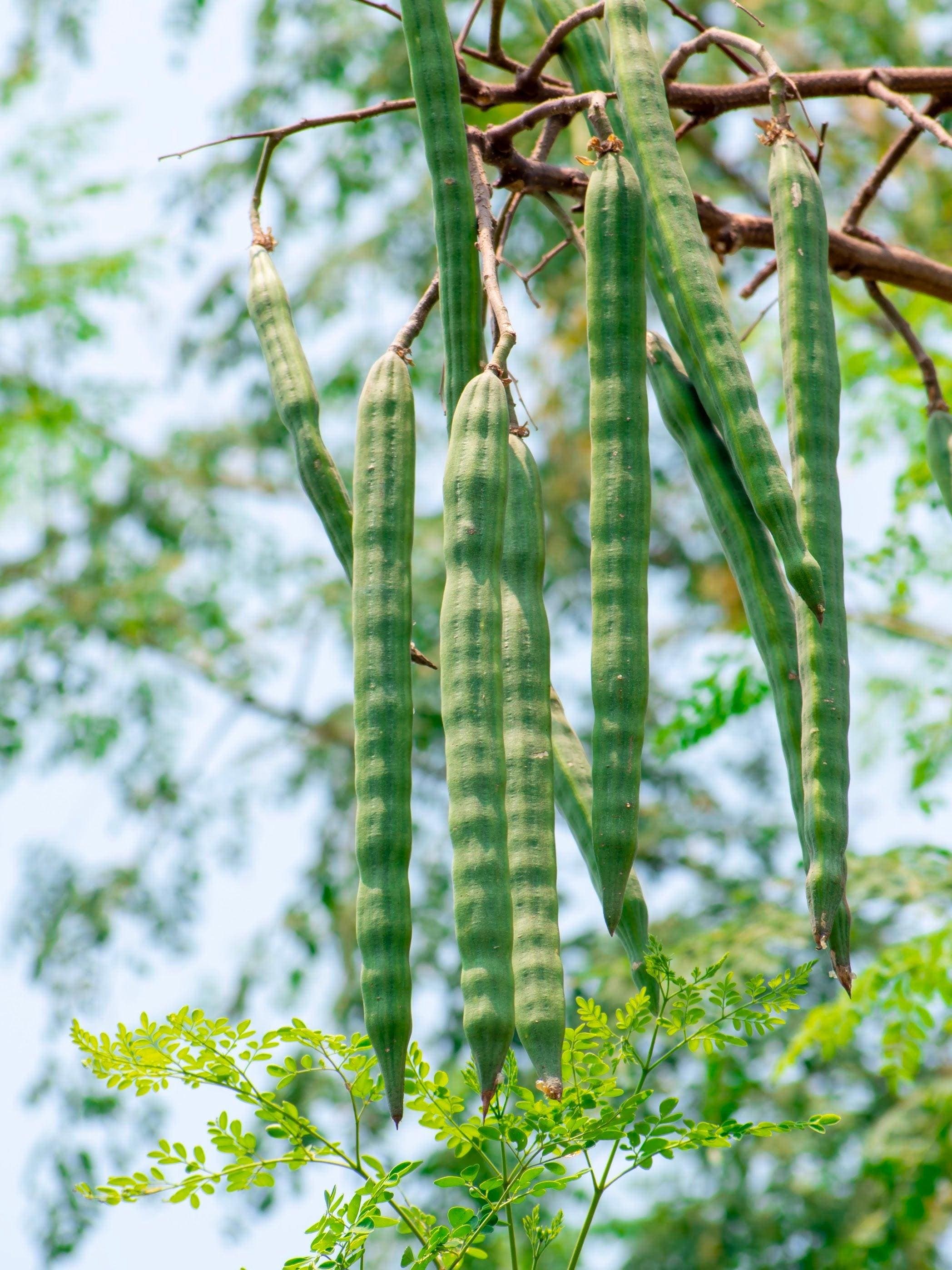 Drumstick, Moringa Seeds