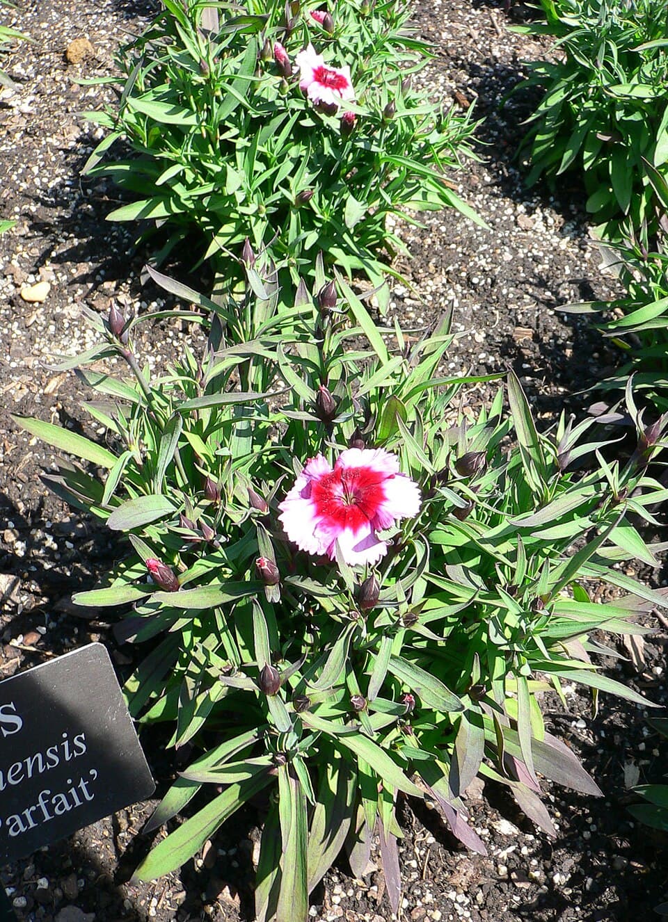 Reference image for Dianthus chinensis