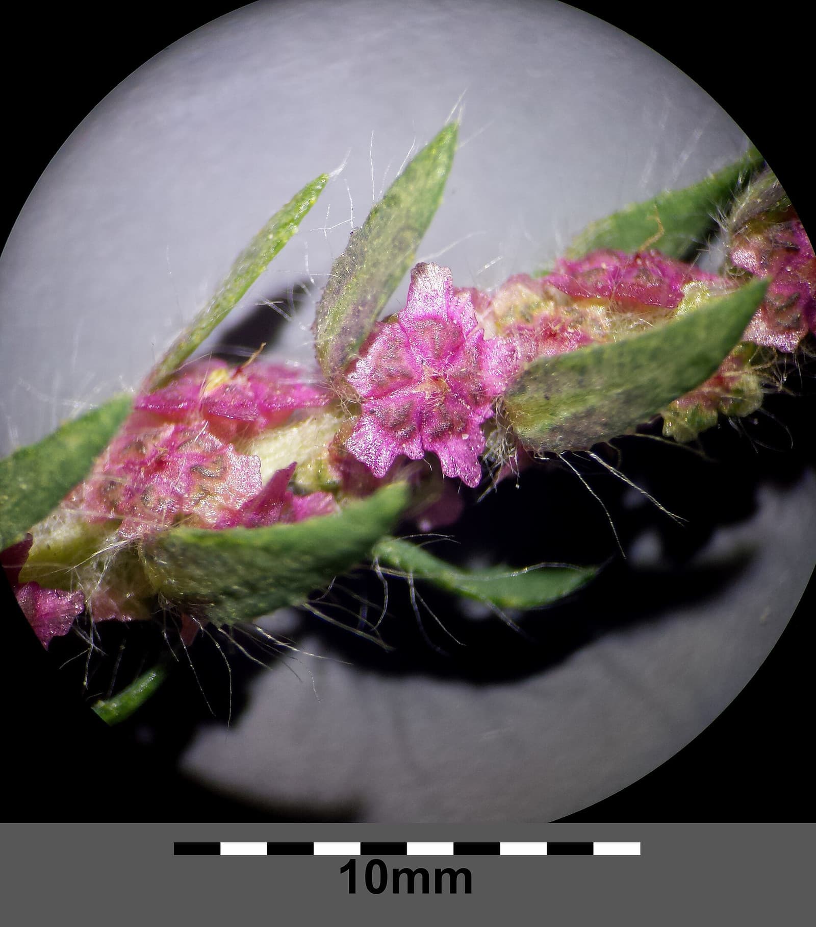Reference image for Bassia scoparia