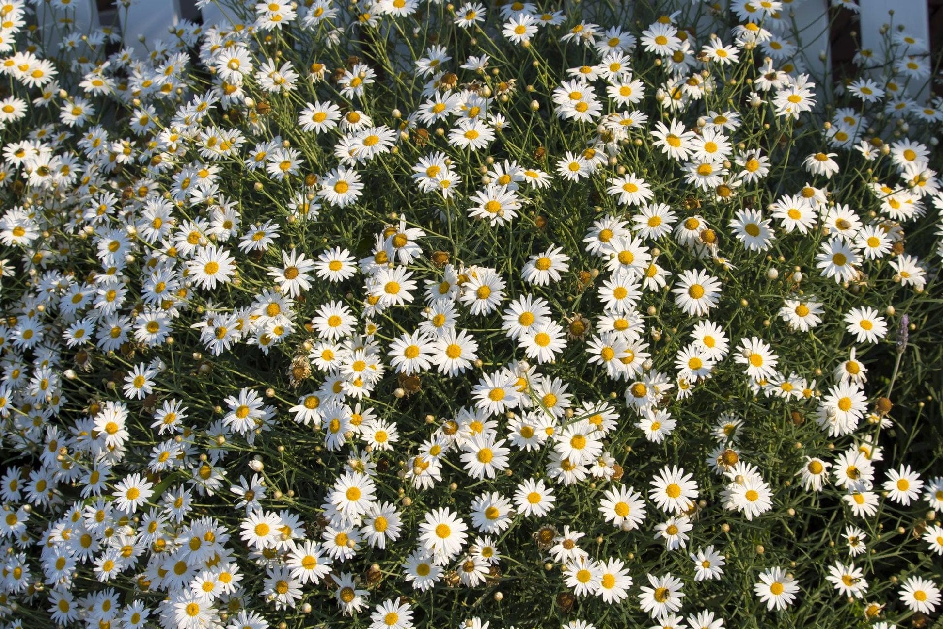 Brachicom white Seeds
