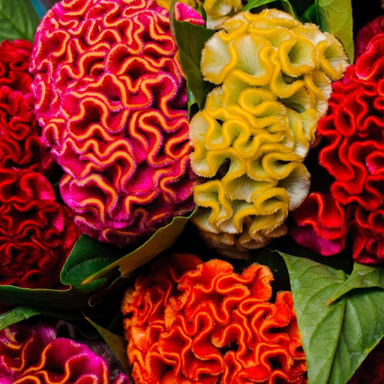 Cockscomb Mixed Color Seeds