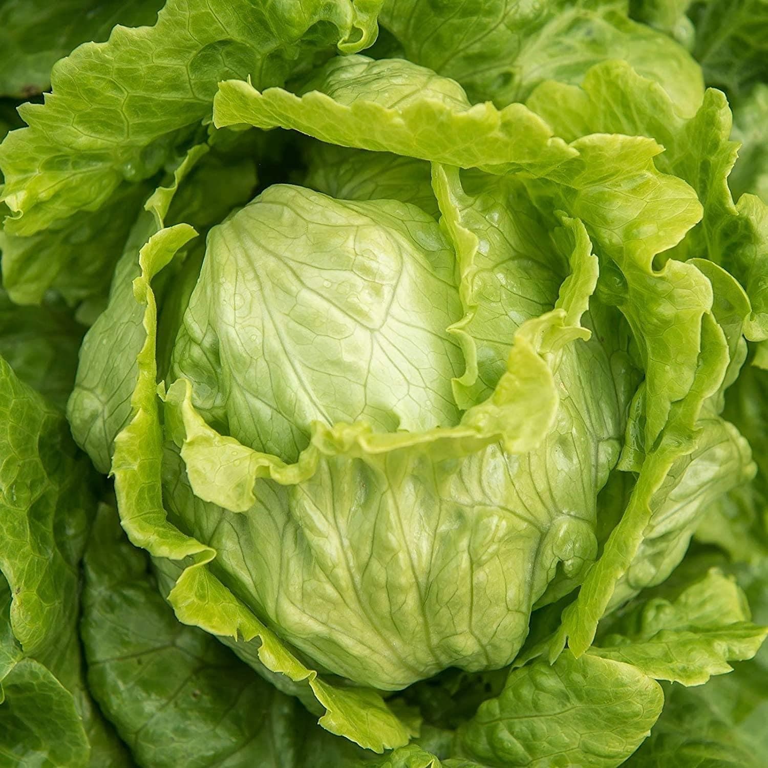 Iceberg Crisphead Lettuce Seeds