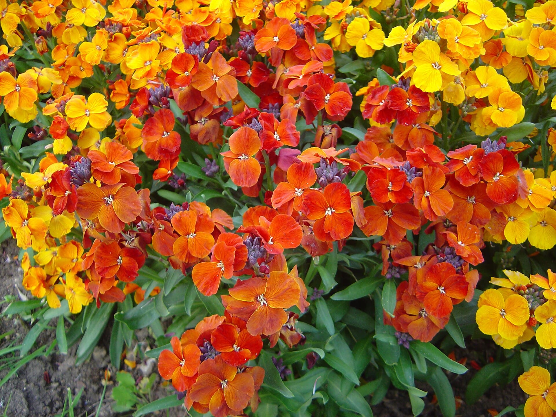 Reference image for Erysimum × cheiri