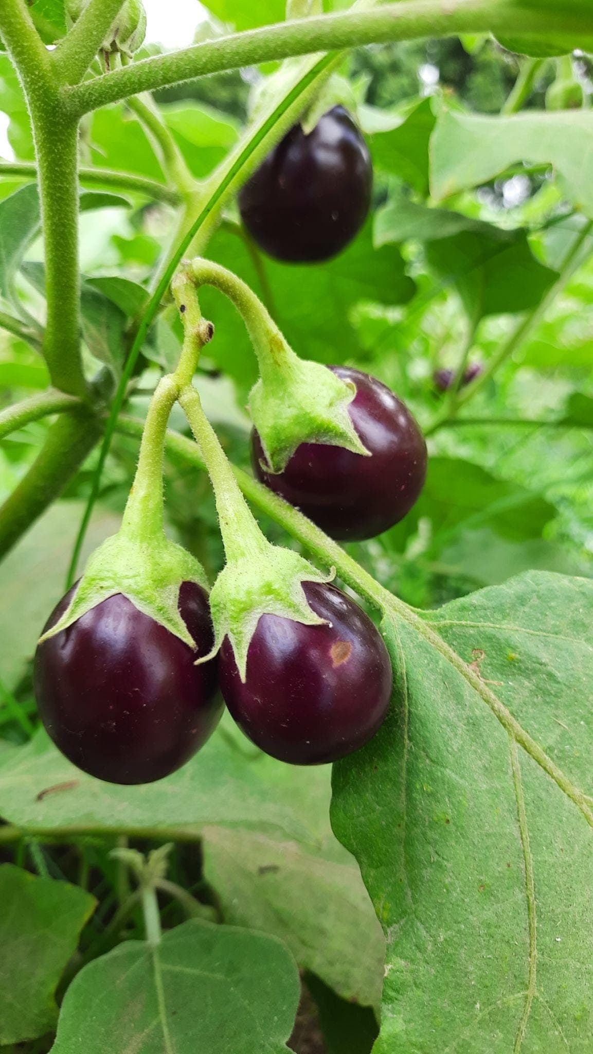 Small Cluster Brinjal Eggplant Seeds