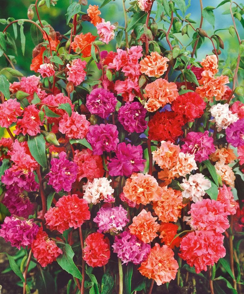 Clarkia double mix Seeds