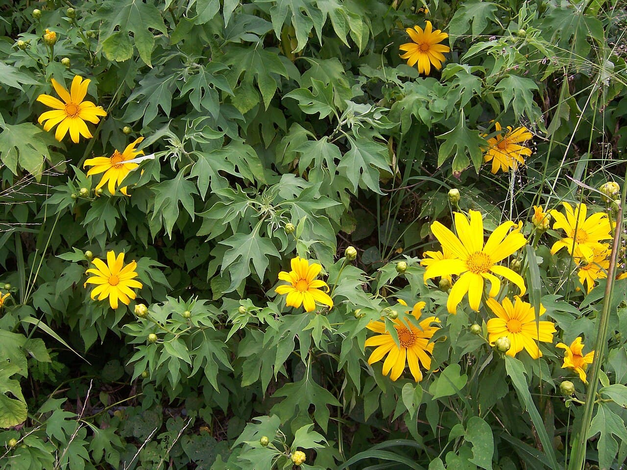 Tithonia Seeds