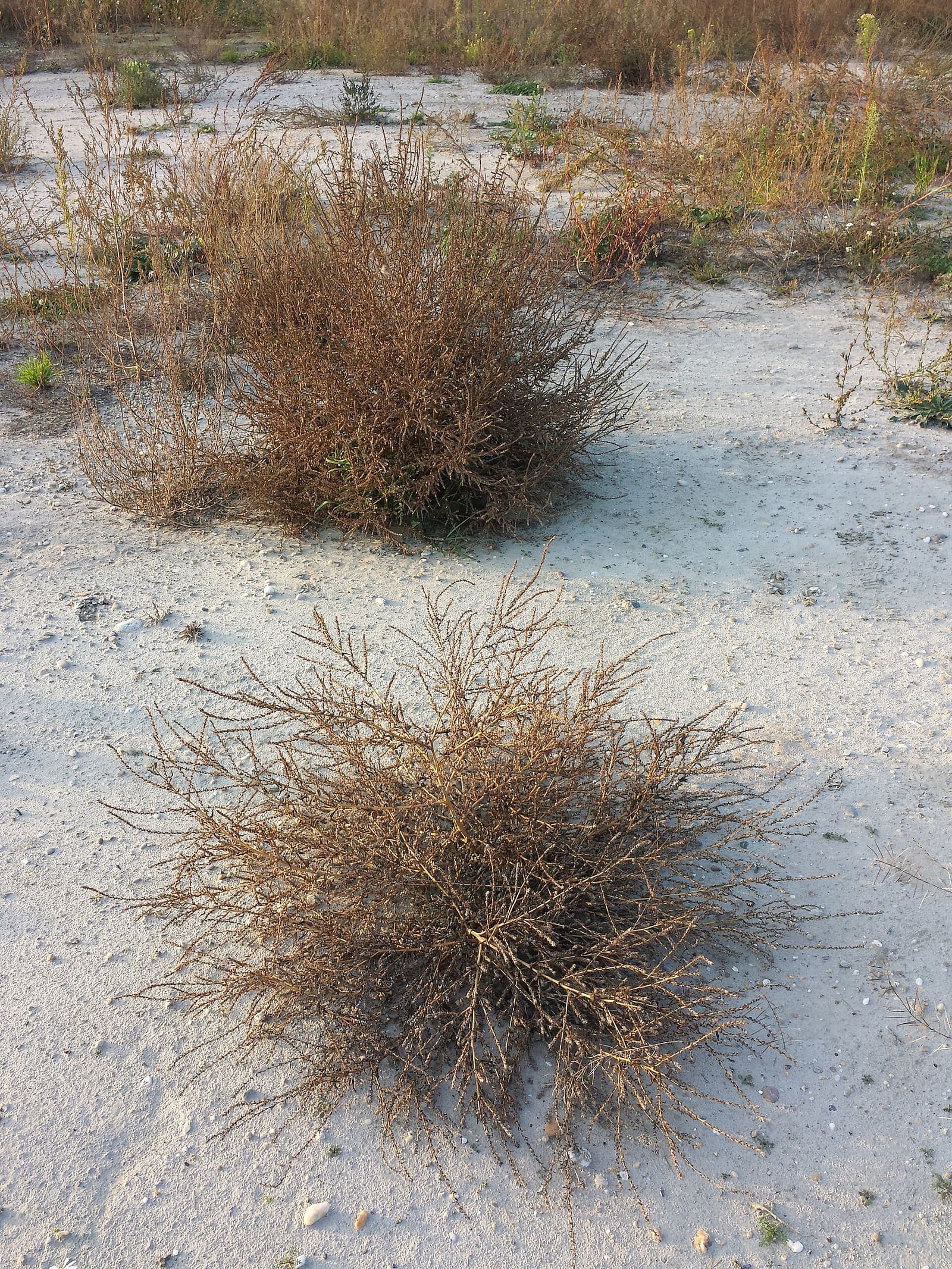 Reference image for Bassia scoparia