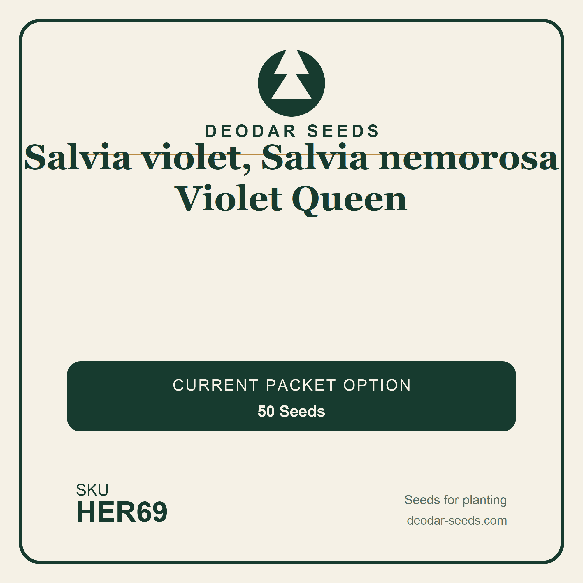 Salvia violet, Salvia nemorosa Violet Queen Seeds