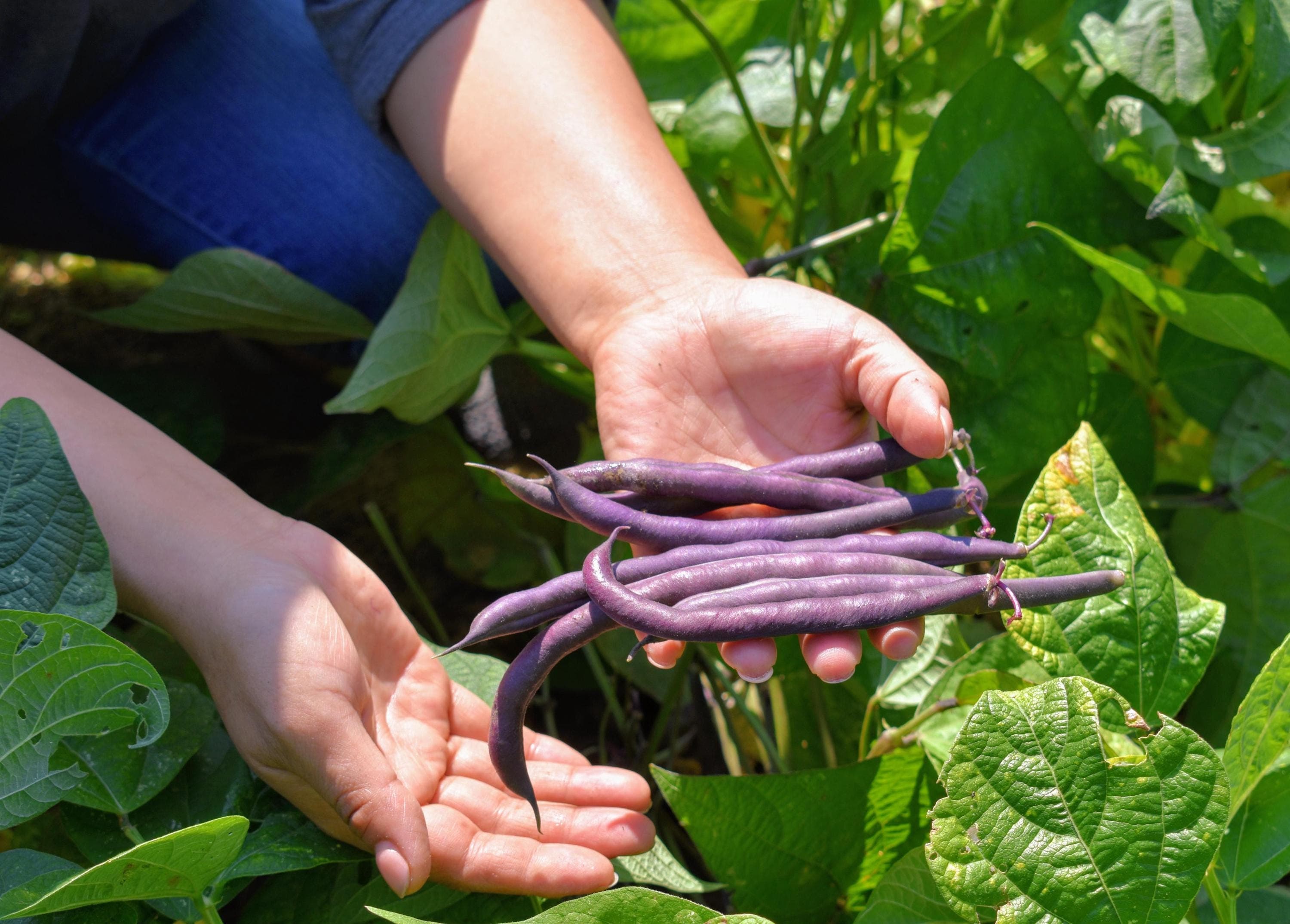Purple Bush Bean Seeds