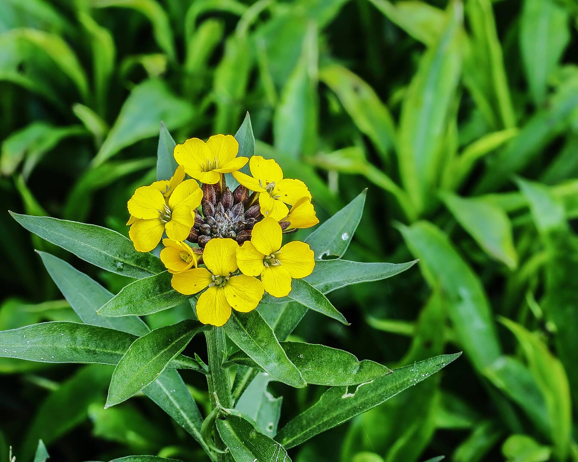 Reference image for Erysimum × cheiri