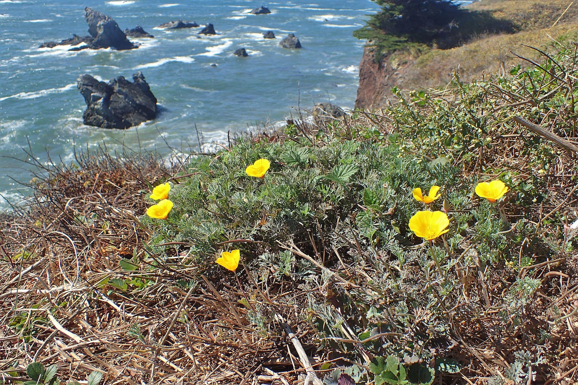 Reference image for Eschscholzia