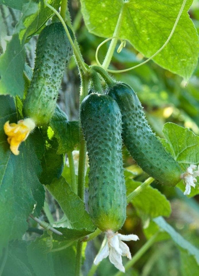 Cucumber summer green Seeds