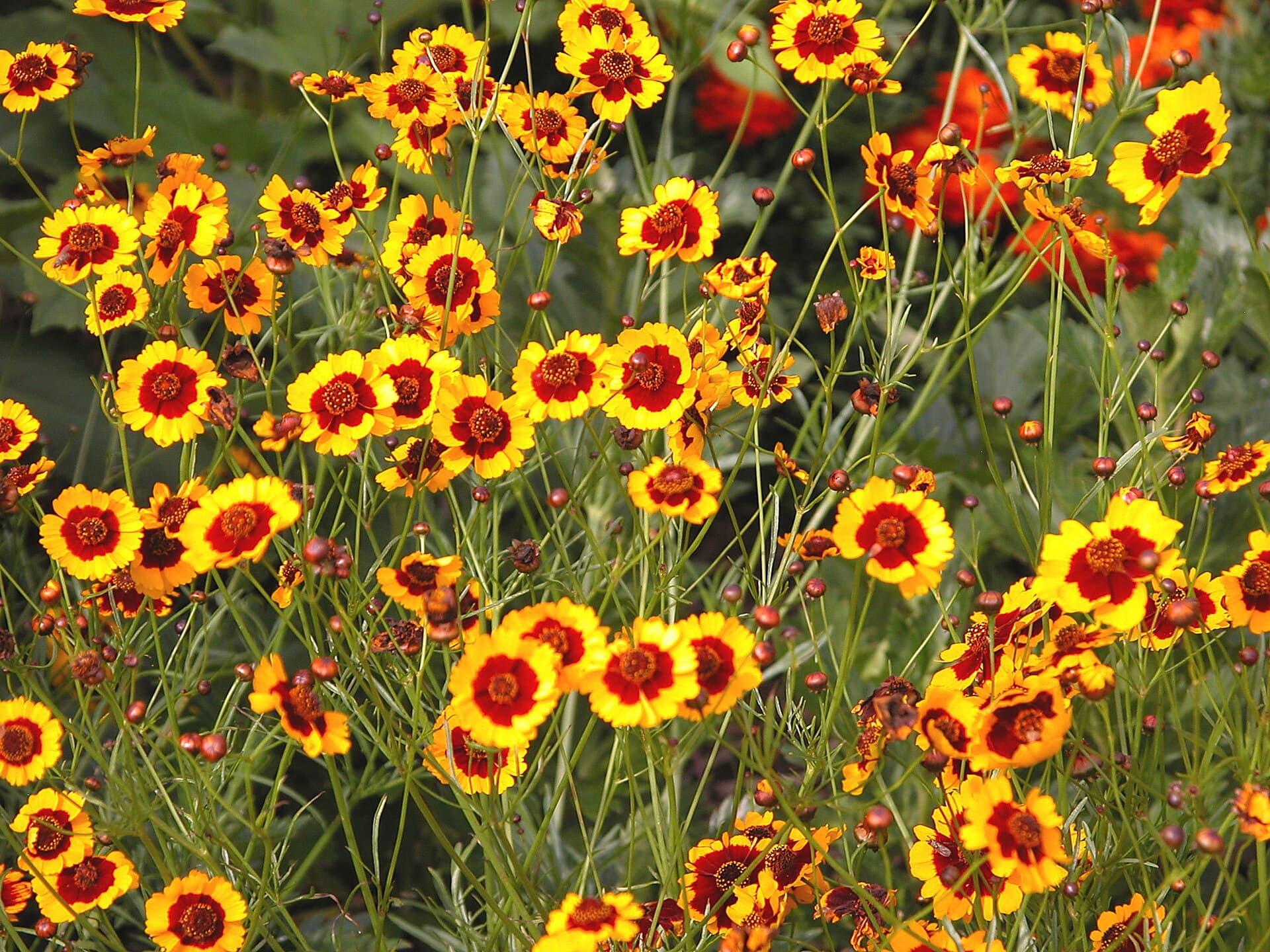 Reference image for Coreopsis tinctoria