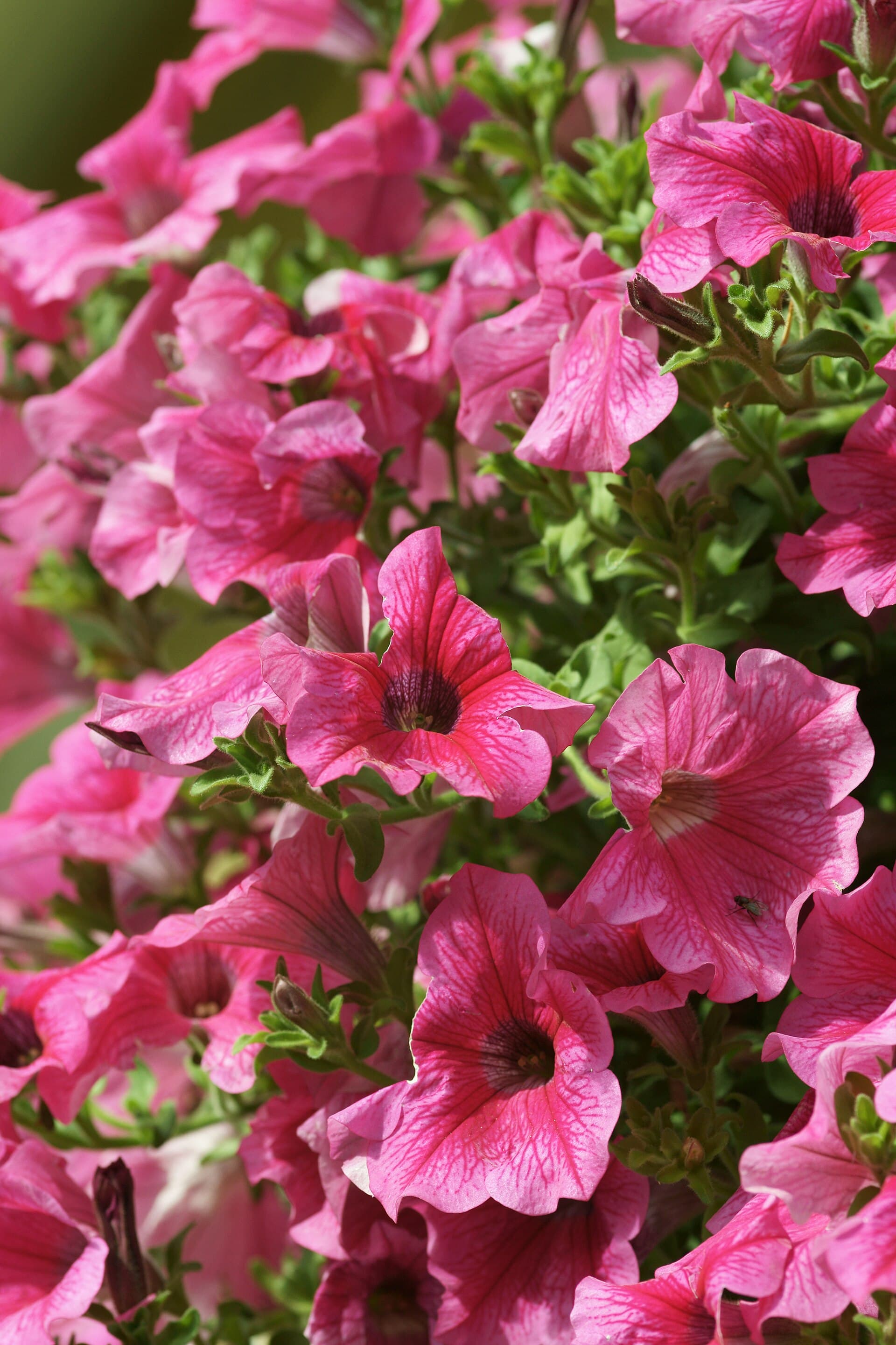 Reference image for Petunia