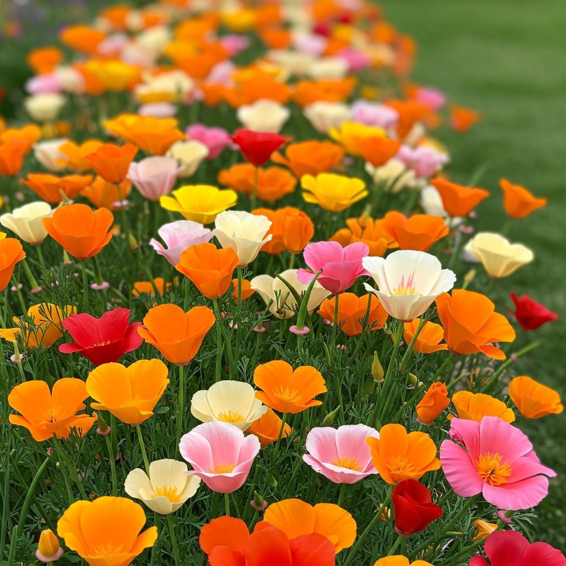Eschscholzia mix Seeds