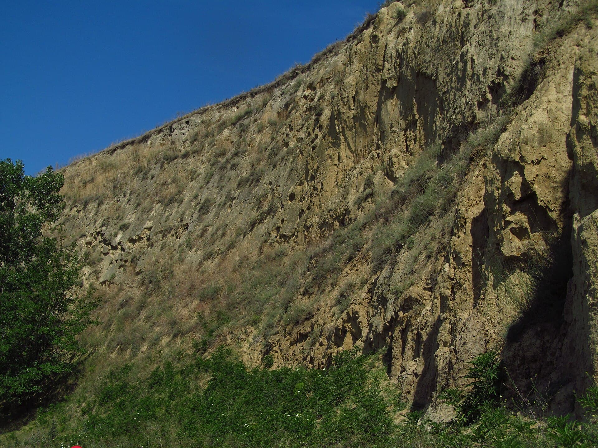 Reference image for Bassia scoparia