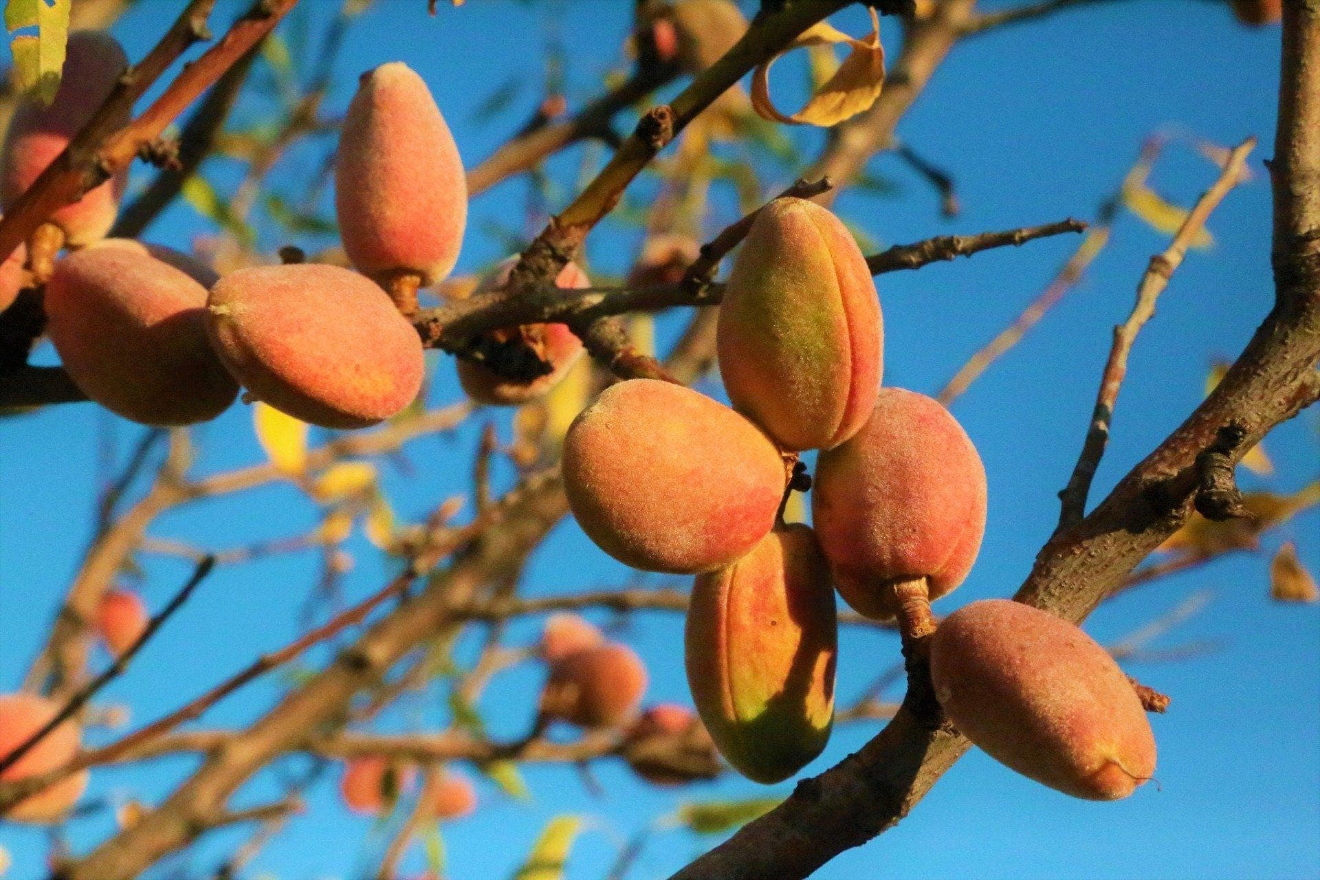 North himalayan almond (Badam) Seeds