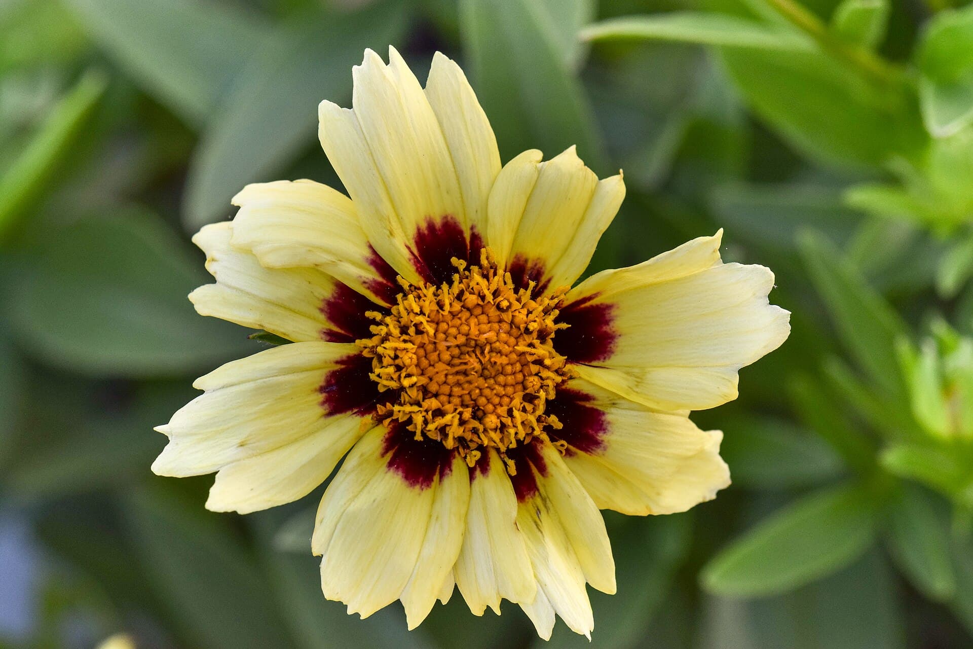 Reference image for Coreopsis tinctoria