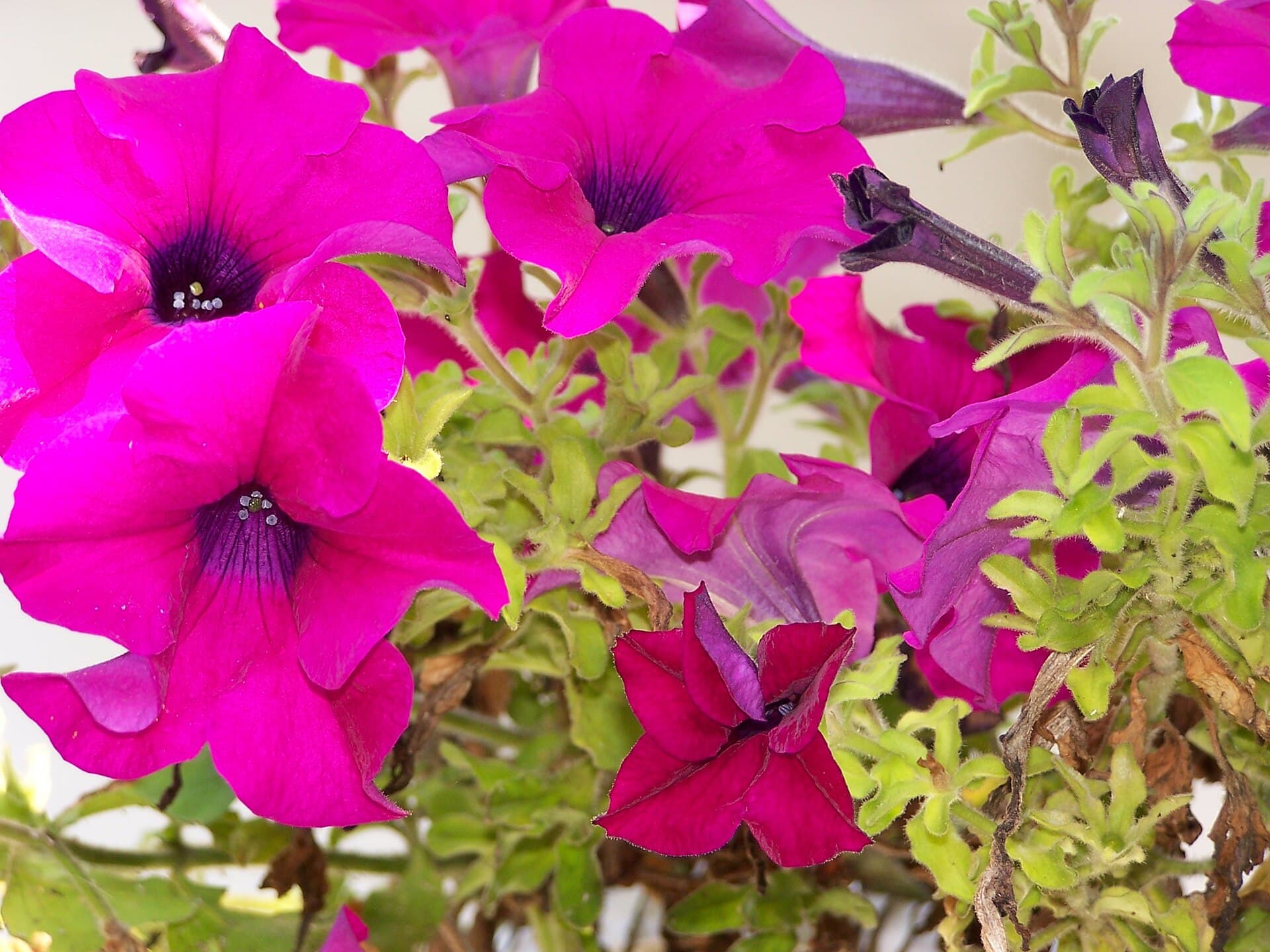 Reference image for Petunia