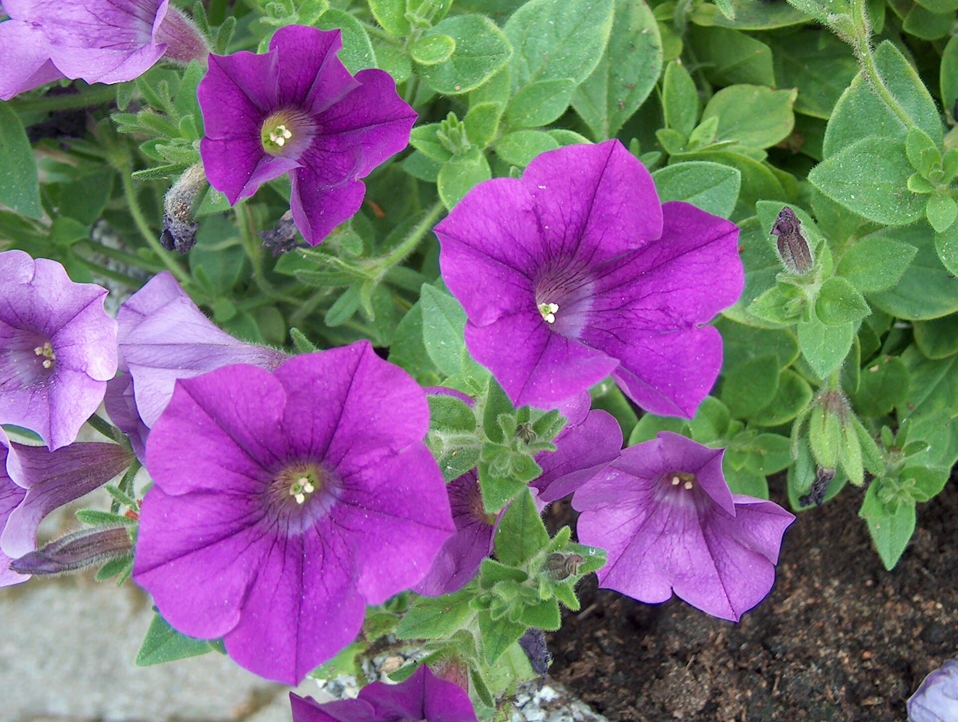Reference image for Petunia