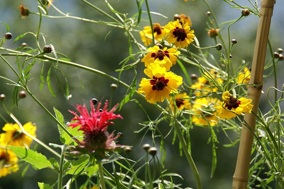 Reference image for Coreopsis tinctoria