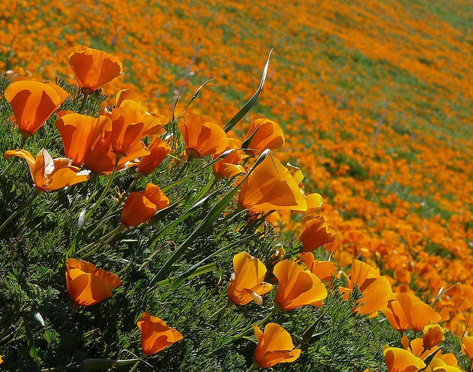 Reference image for Eschscholzia
