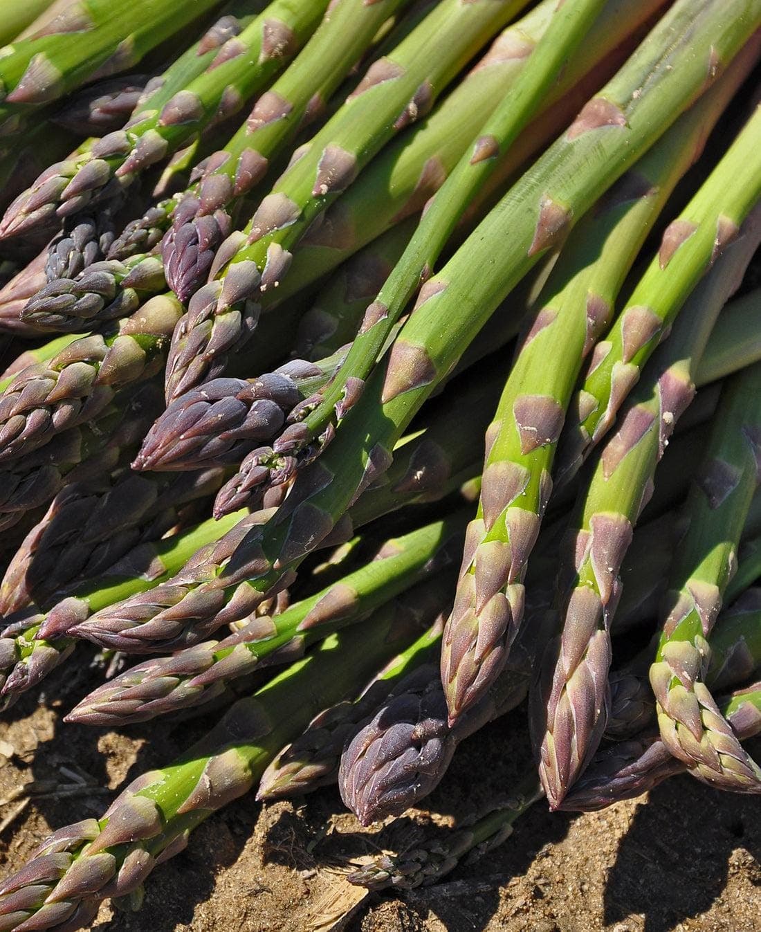 Mary Washington Asparagus Seeds