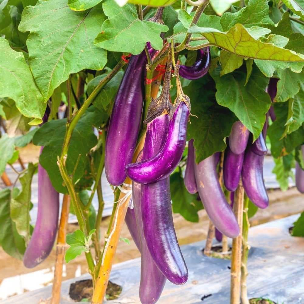 Eggplant (Brinjal) Pusa purple long Seeds
