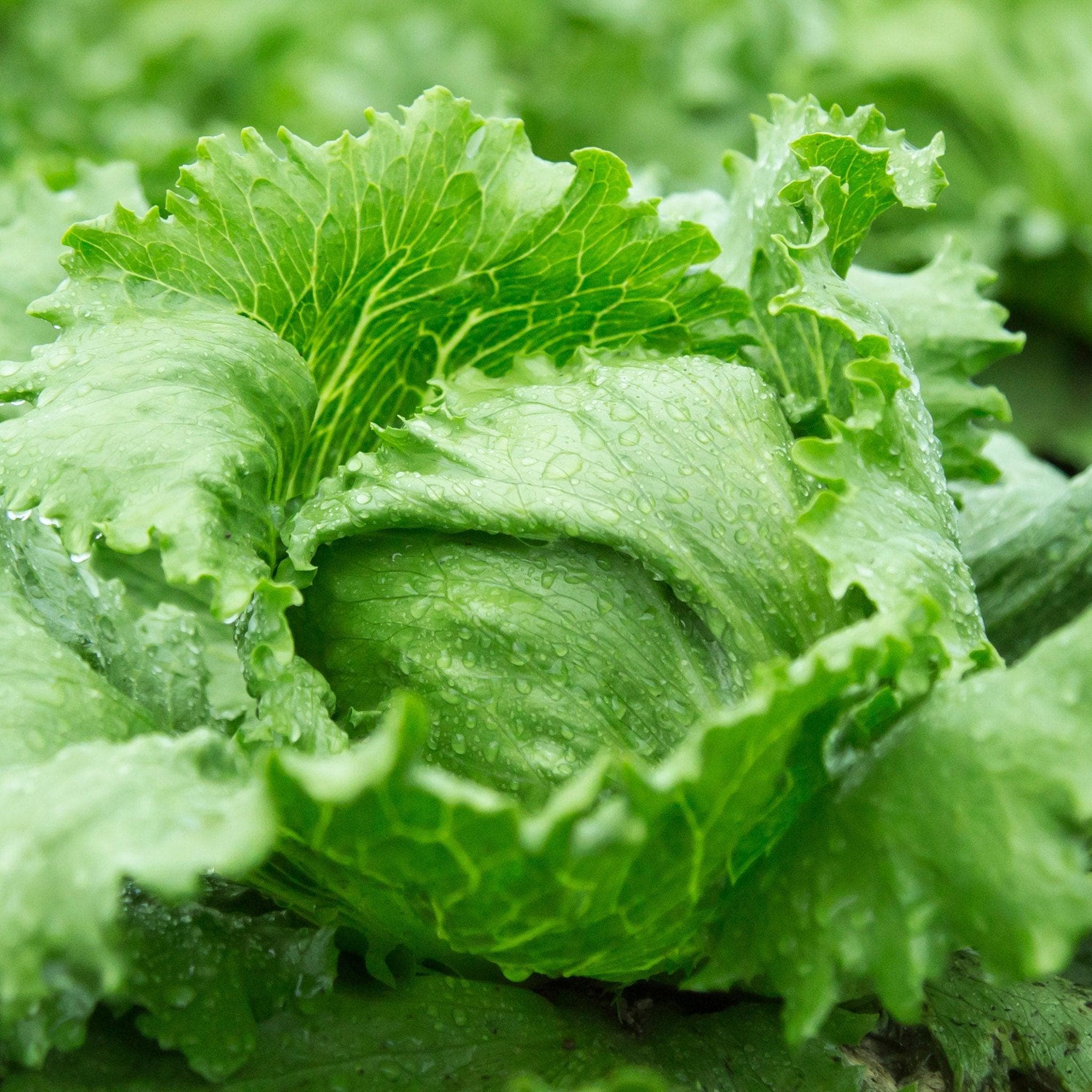 Great Lakes Crisphead Lettuce Seeds