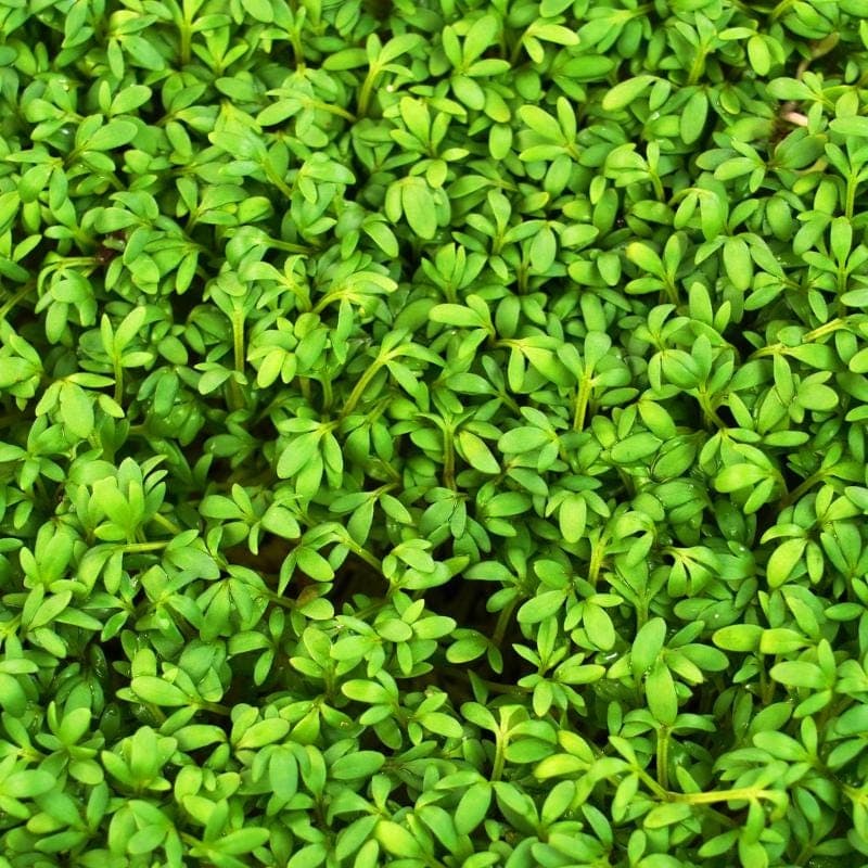 Halim, Garden cress Seeds