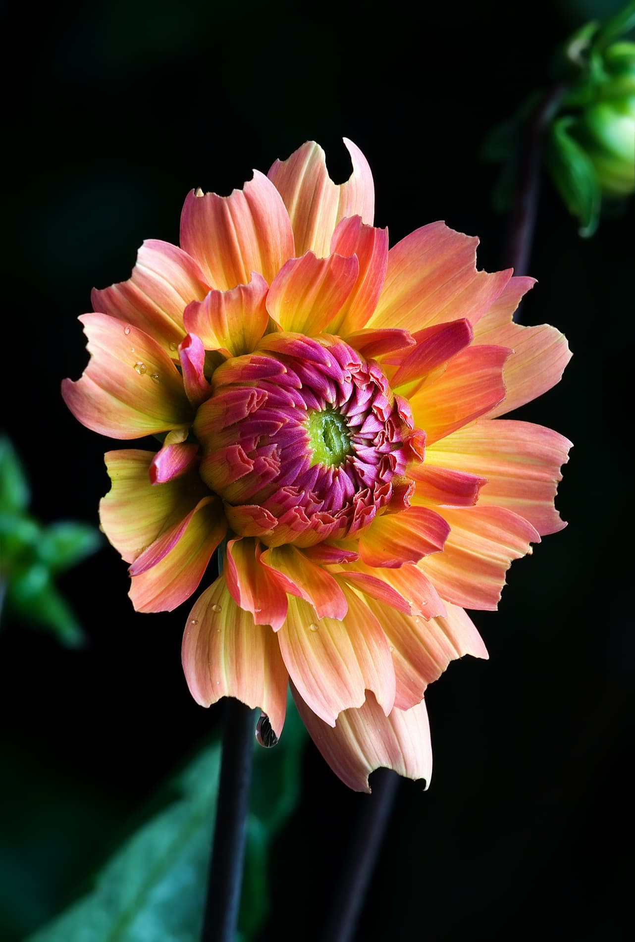 Reference image for Dahlia
