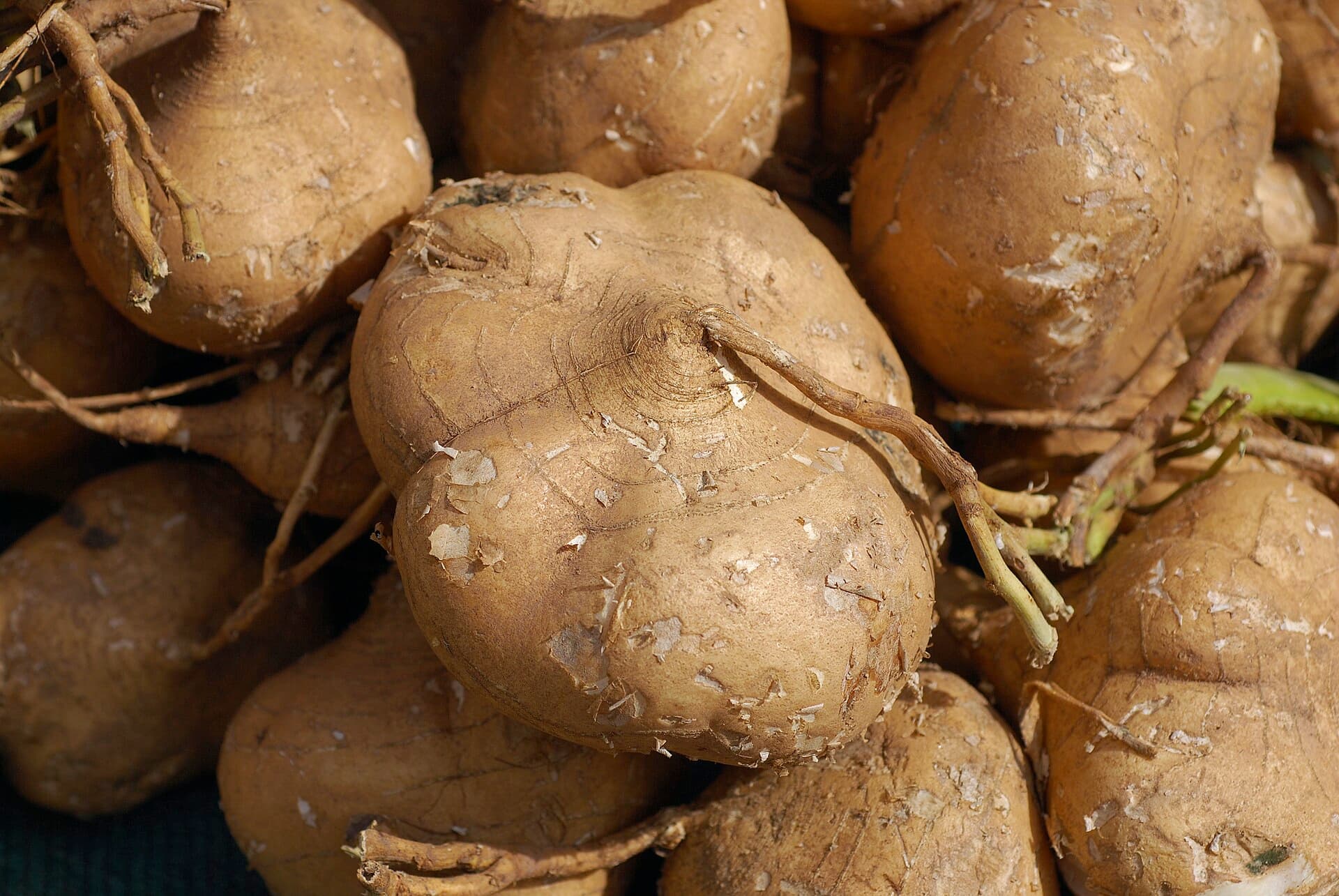 Yam Bean (Jicama) Seeds