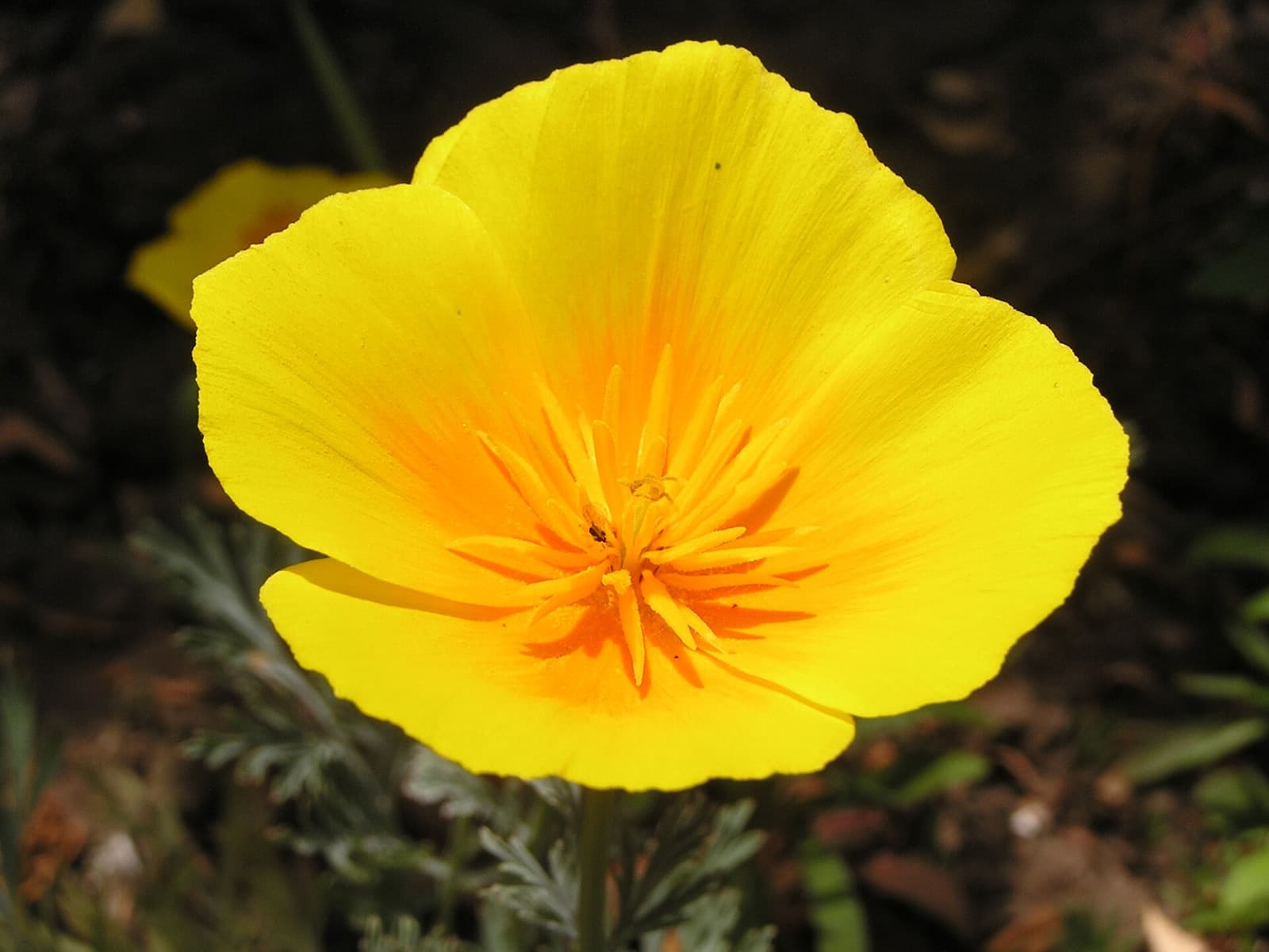 Reference image for Eschscholzia