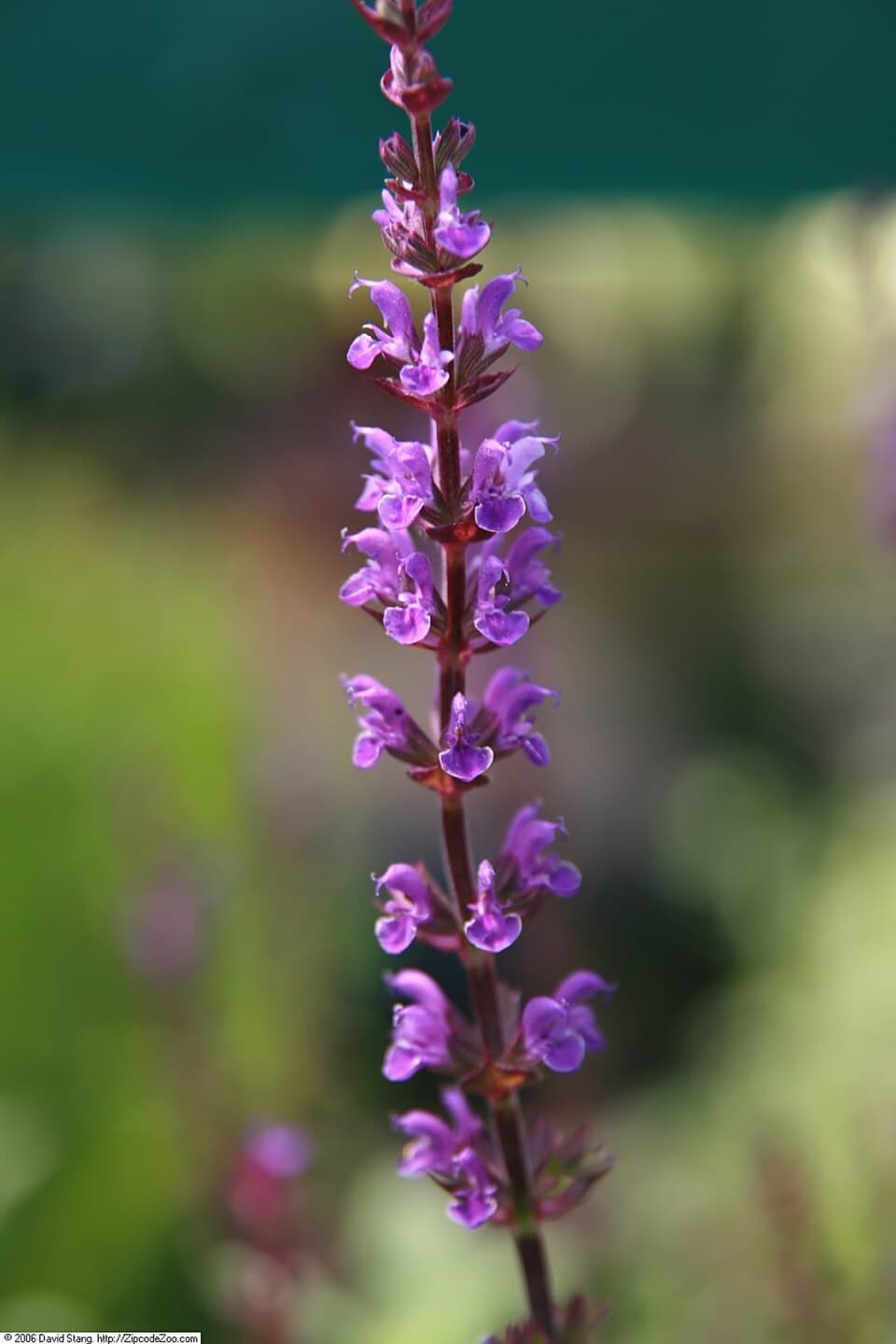 Reference image for Salvia nemorosa