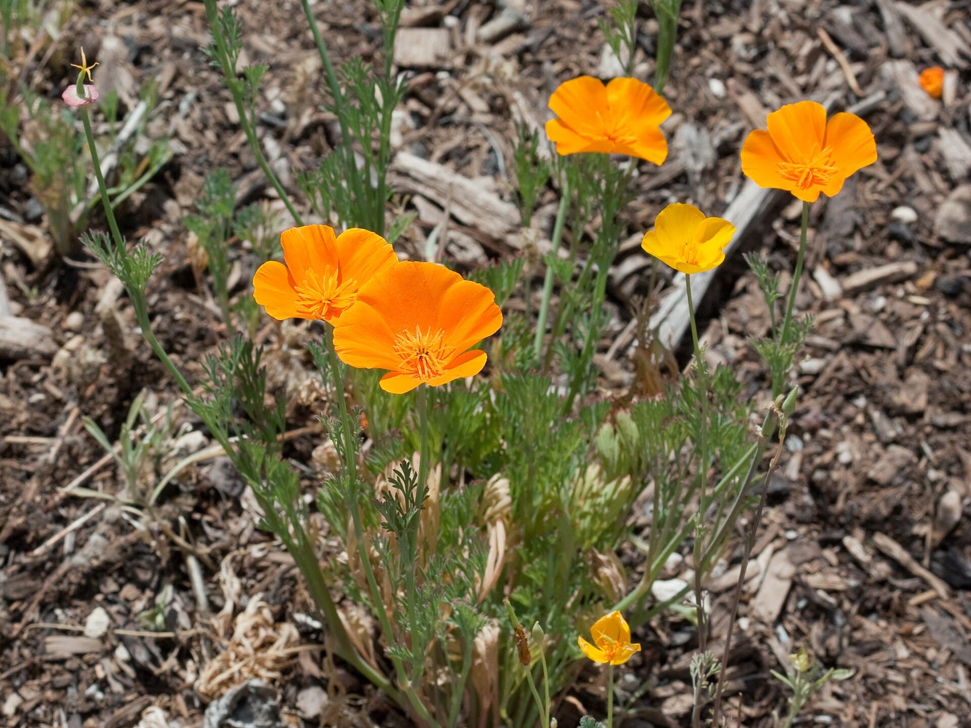 Reference image for Eschscholzia