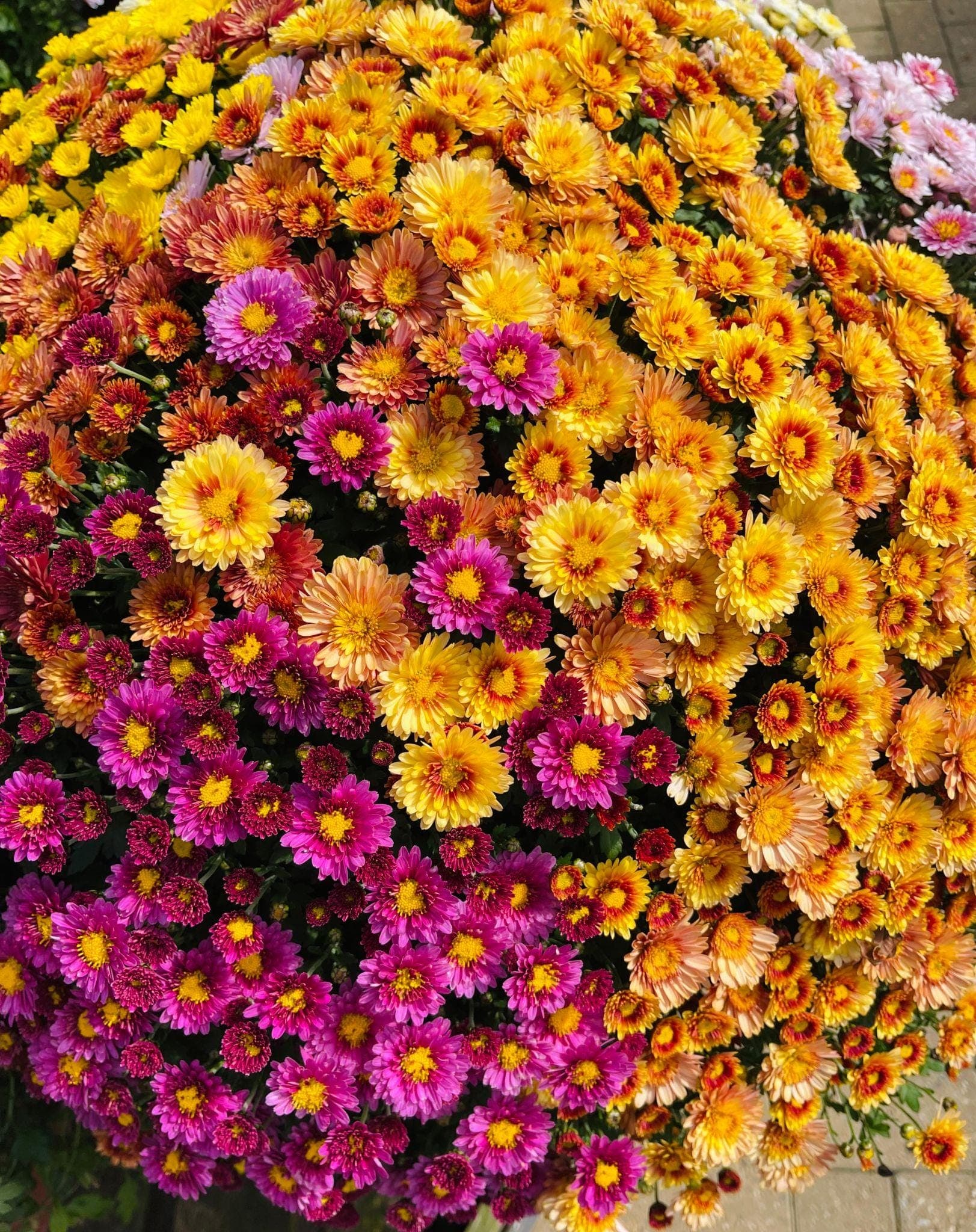Garden chrysanthemum Seeds