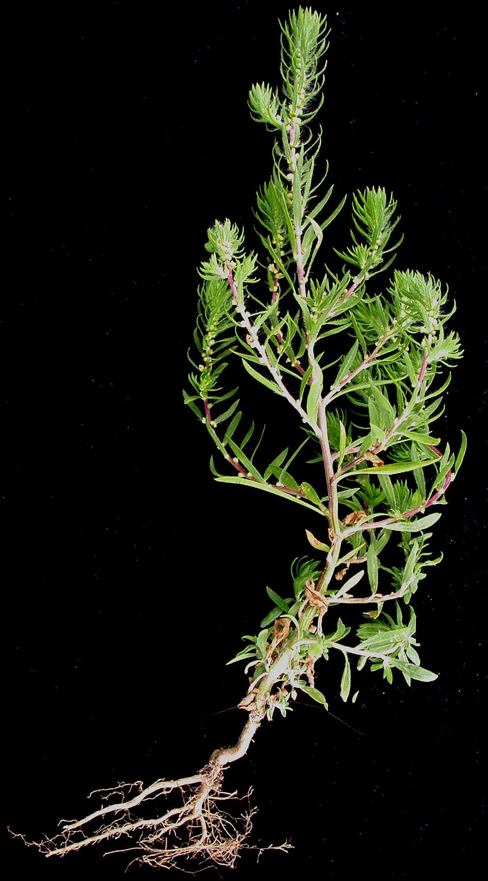 Reference image for Bassia scoparia