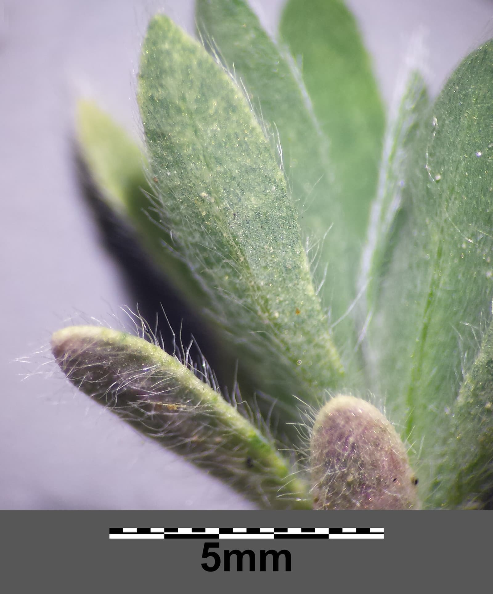 Reference image for Bassia scoparia