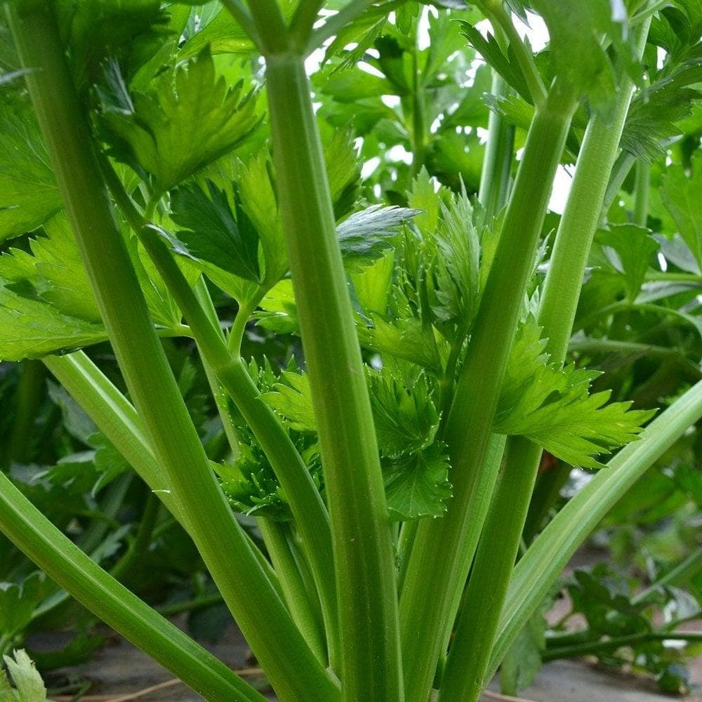 Leafy Green & Salad Seeds seed collection