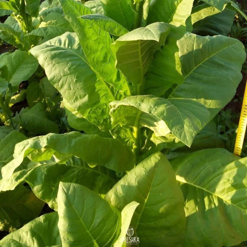 Tobacco Havana Seeds
