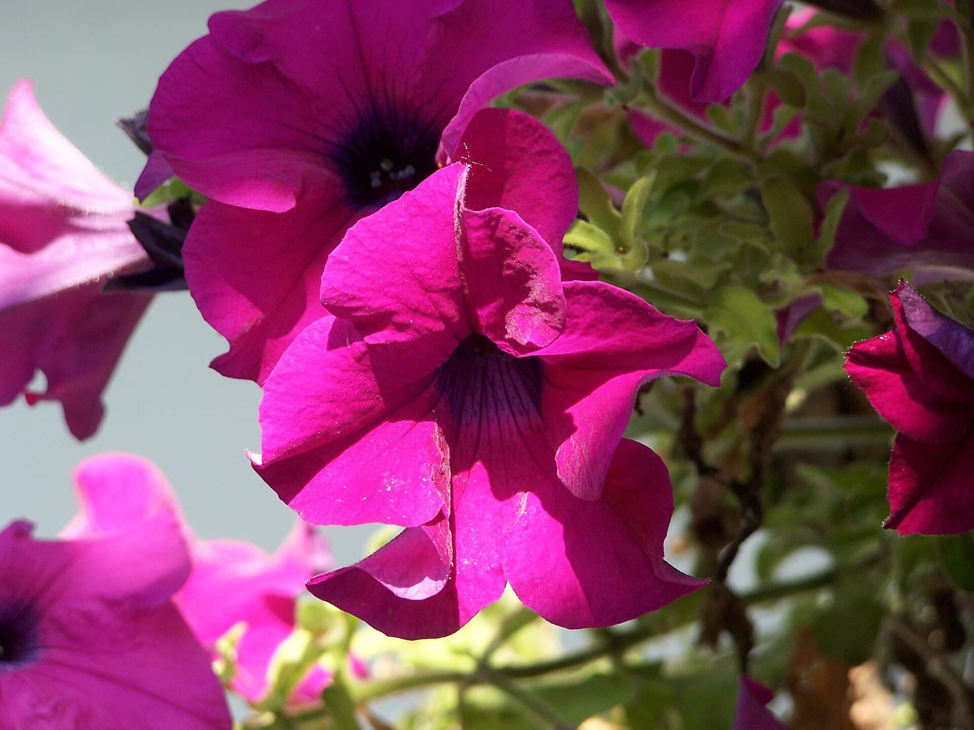 Reference image for Petunia