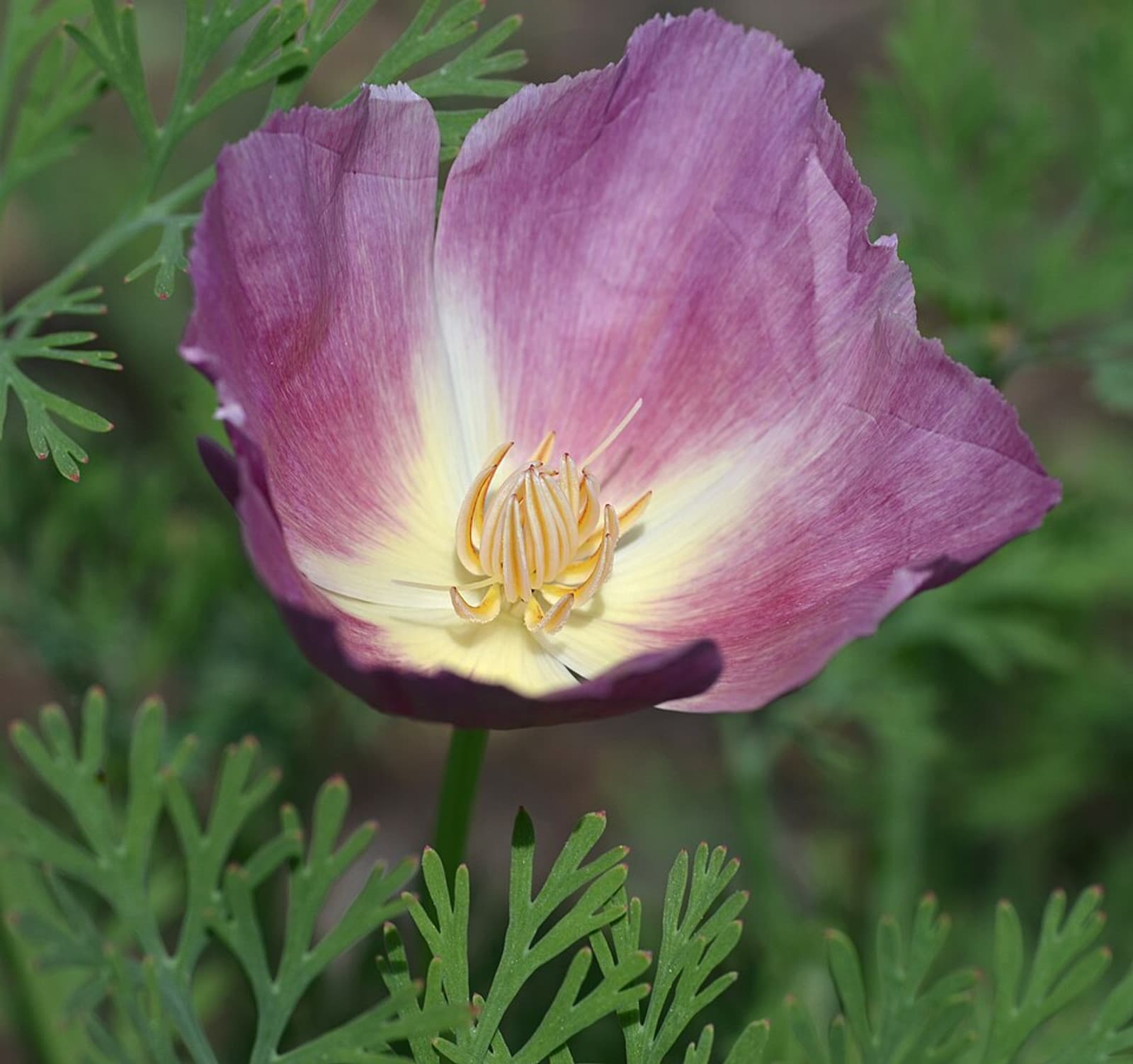 Reference image for Eschscholzia