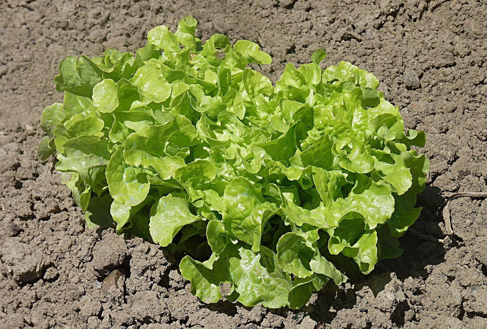 Salad Bowl Lettuce Seeds