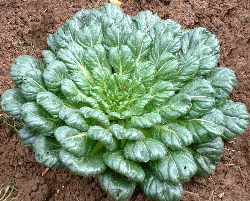 Tatsoi Seeds