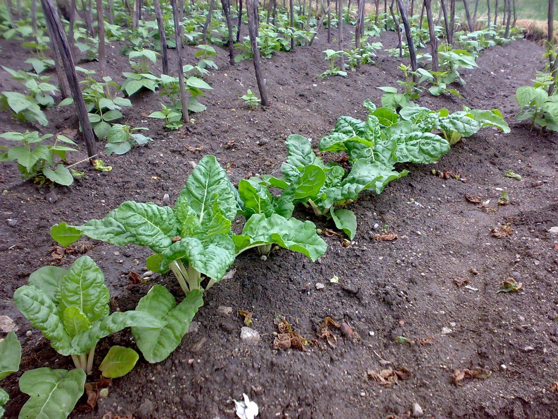 All Green Palak (Spinach Beet) Seeds