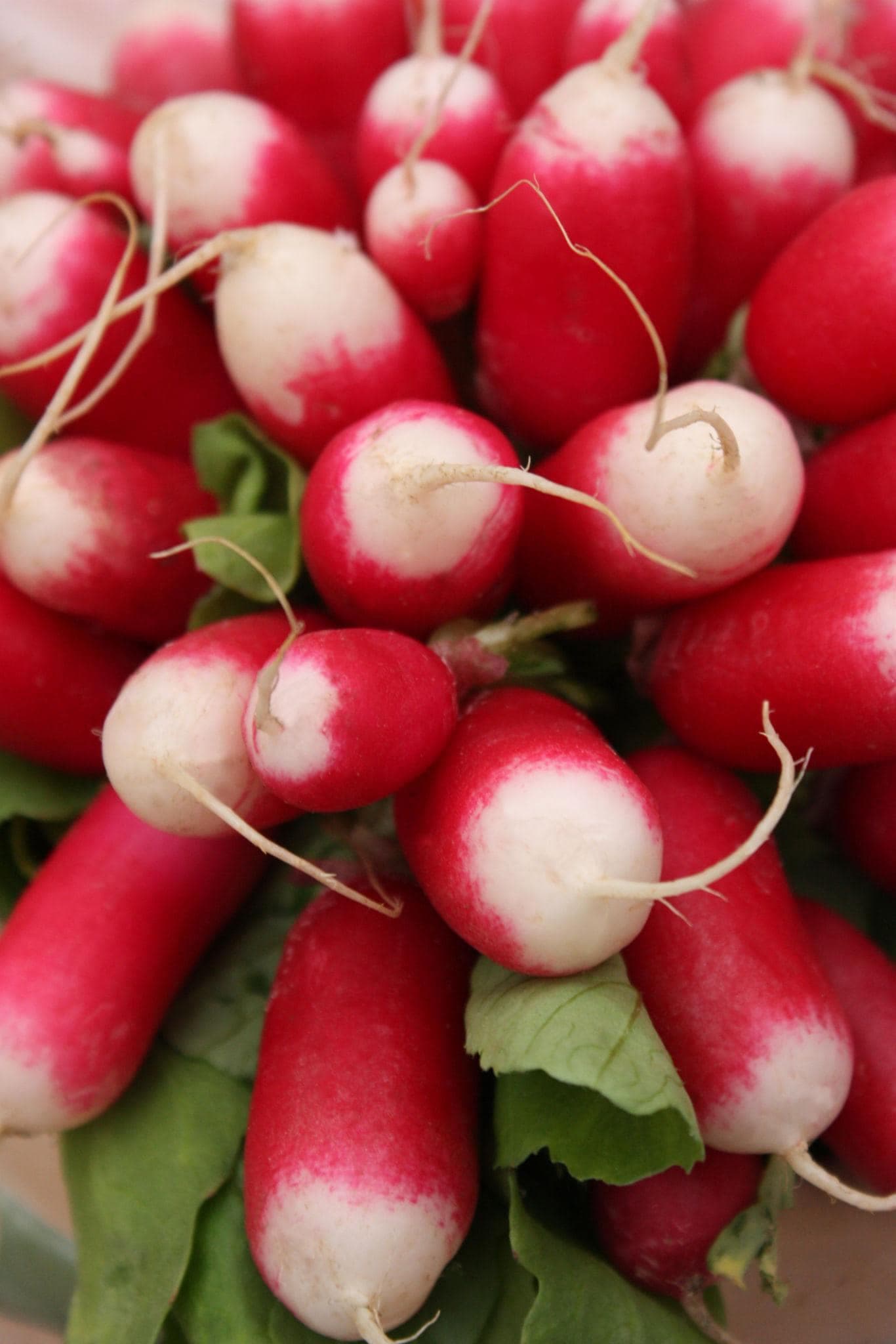 Half Red Radish Seeds
