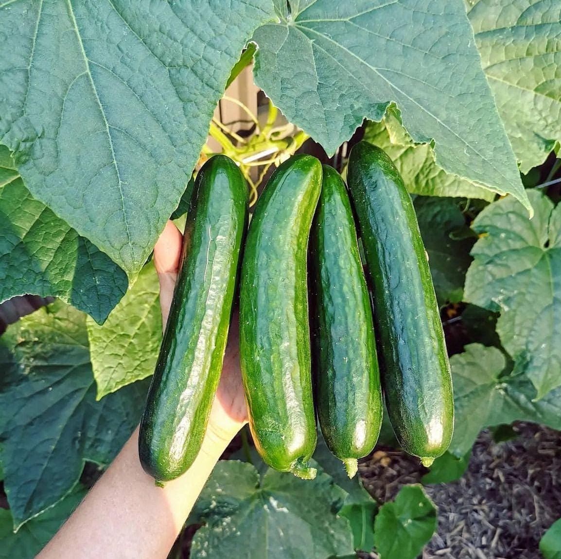 Beit Alpha Cucumber Seeds