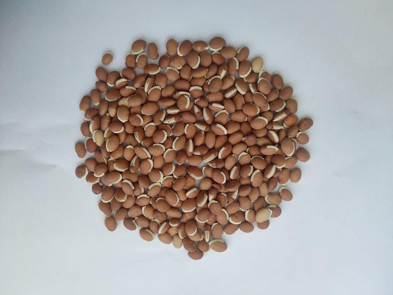 Small Brown Lima Bean Seeds