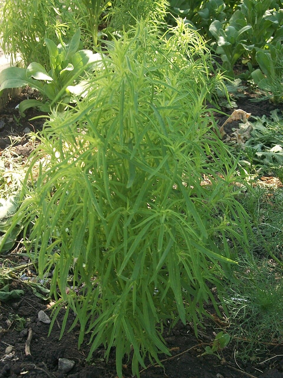 Reference image for Bassia scoparia