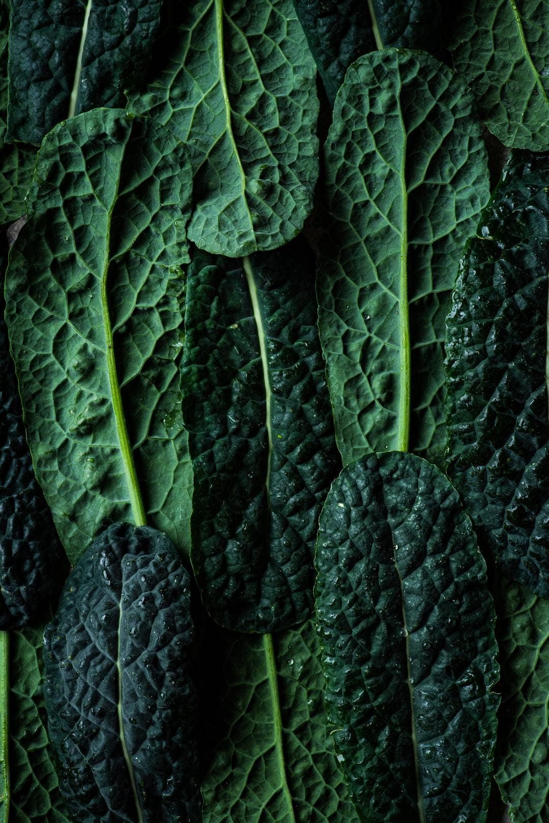 Lacinato Black Kale Seeds